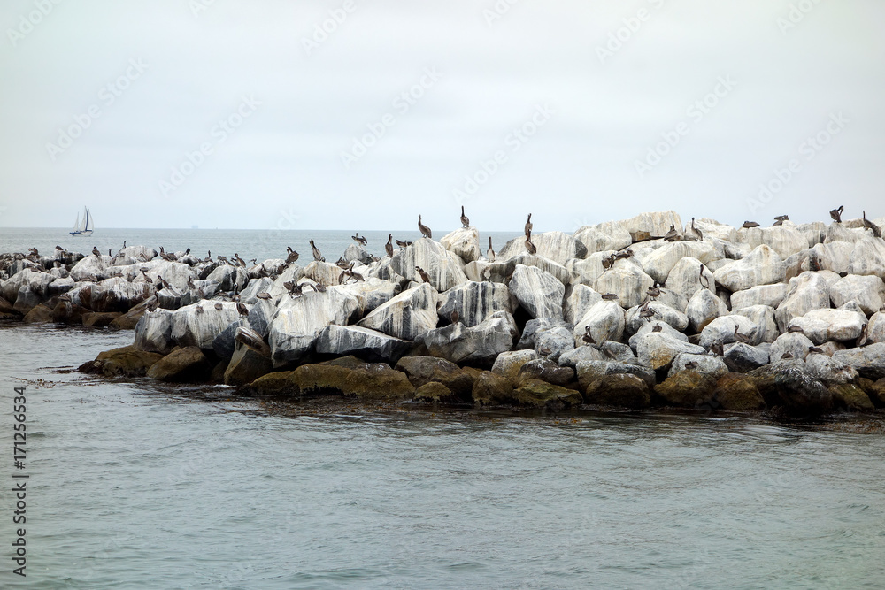 California Brown Pelicans at Breakewater