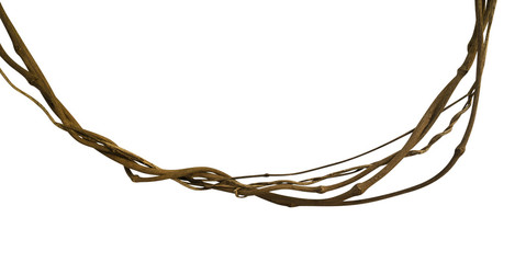 Twisted wild liana jungle vine isolated on white background, clipping path included