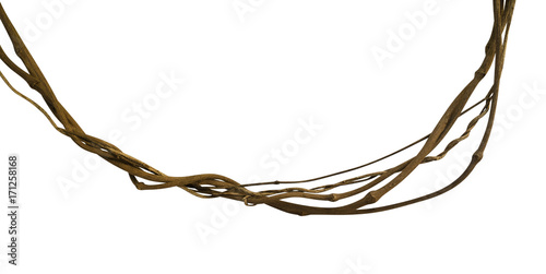 Fotografie, Tablou Twisted wild liana jungle vine isolated on white background, clipping path inclu