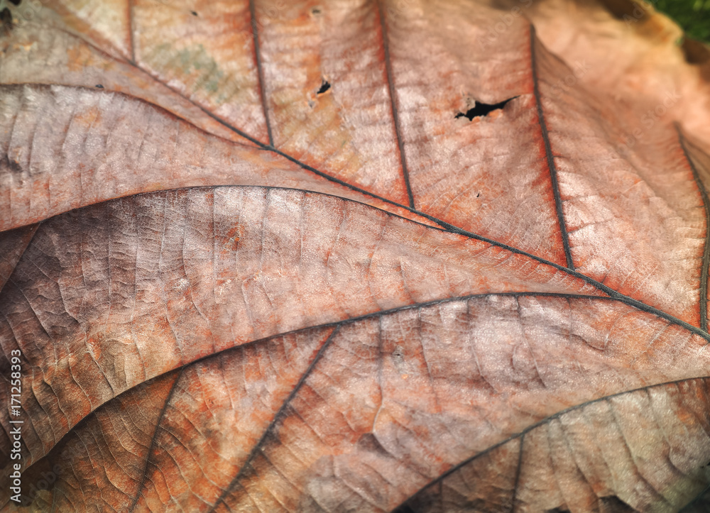 Beautiful dry leaf, Selective focus and Close up. Beautiful dry leaf, Selective focus and Close up.