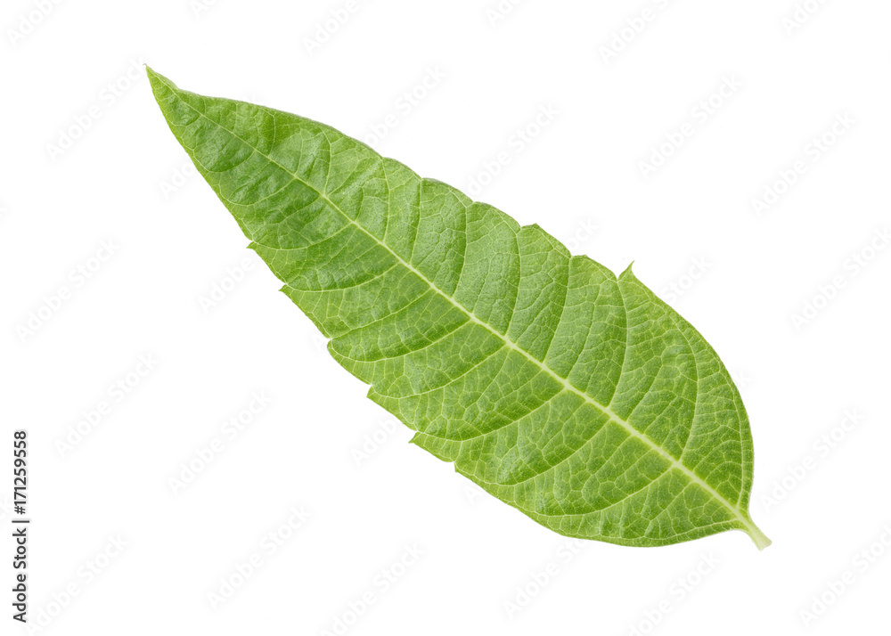 Obraz premium Fresh Verbena