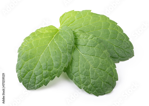 Fresh Mint Leaf