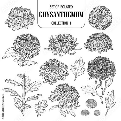 Foto Set of isolated chrysanthemum collection 1