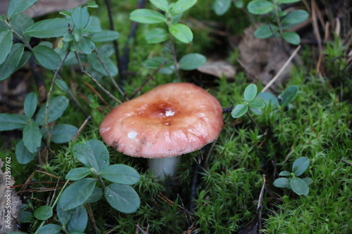 mushrooms grow on a meadow of bright green moss