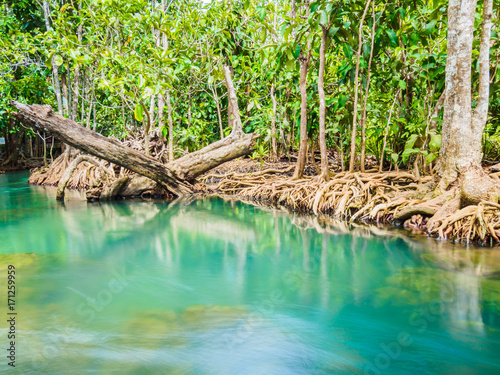 Scenic mangrove forest ecosystem with Mangrove roots and blue water at Krabi, Thailand. © Siam