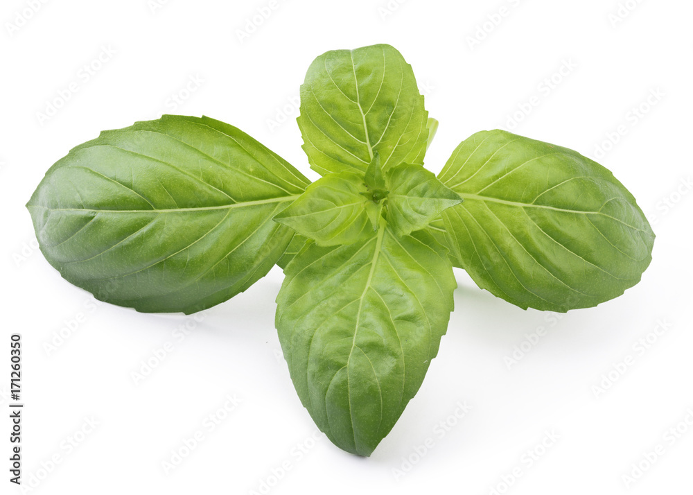 Basil Basil
