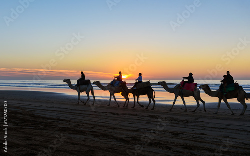 Camel caravan at beach at sunset Essaouira