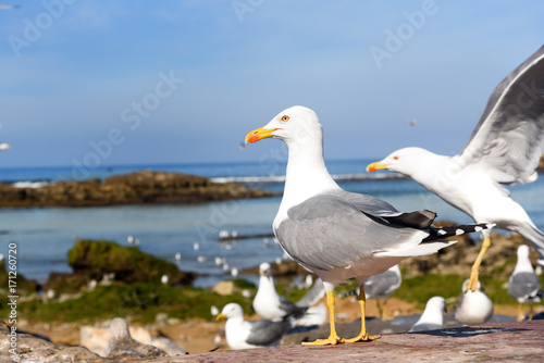Seagulls in port, Essaouira, Morocco
