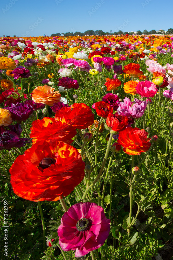 Obraz premium Colorful Flowers