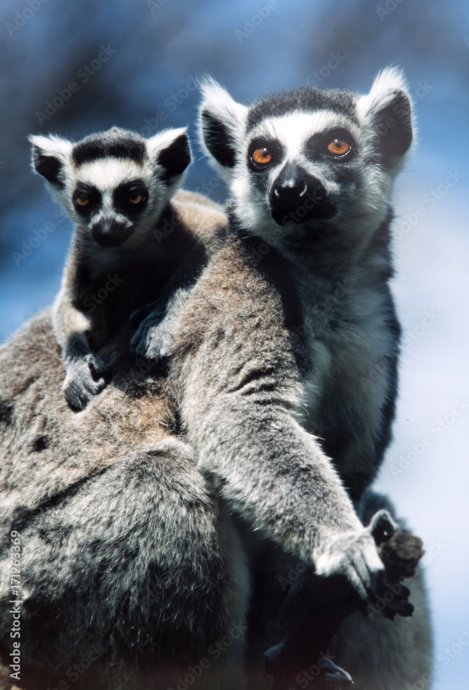 Obraz premium female Ring-tailed Lemur, Lemur catta, with young