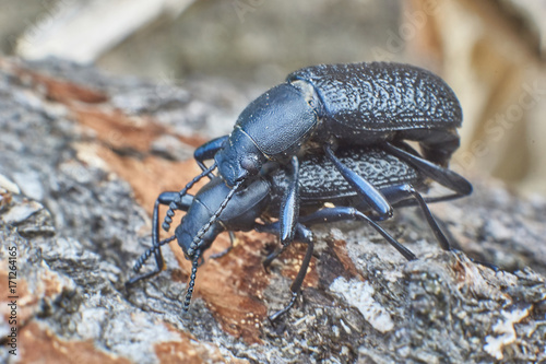  Ground beetles in the forest.