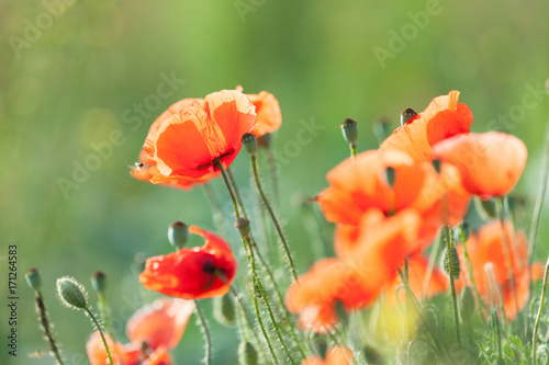 Poppy in a meadow