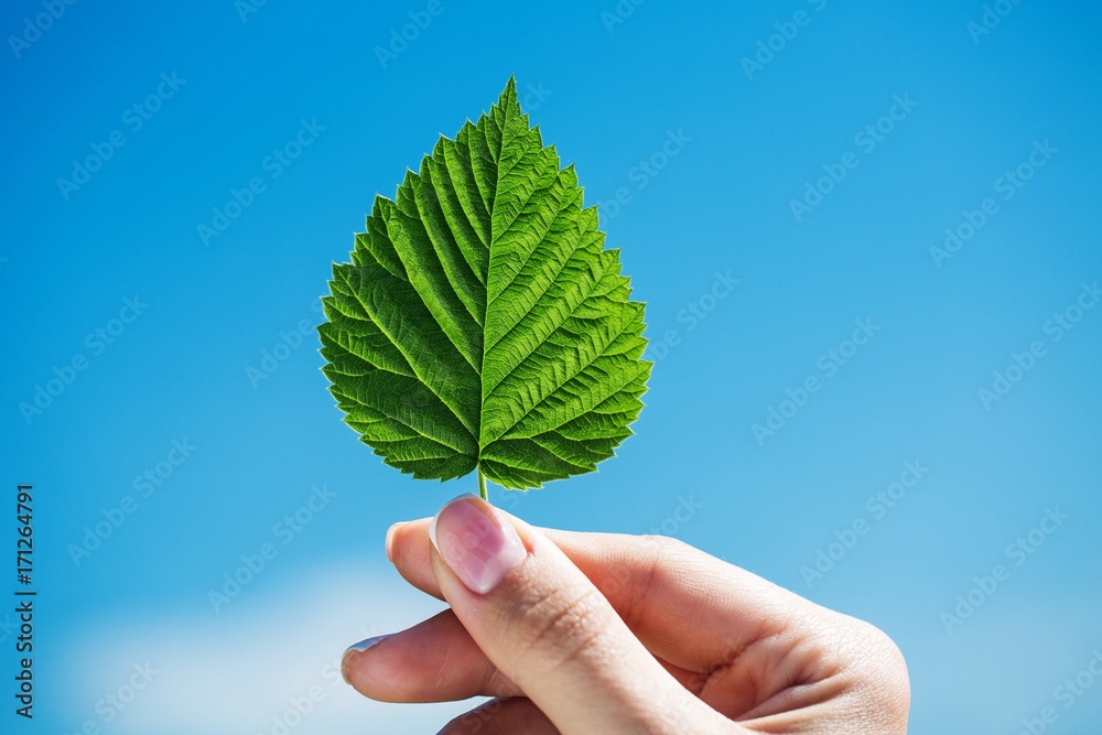 Leaf. Leaf.