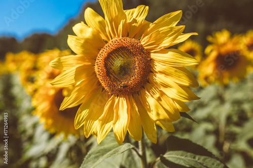 Close up of sunflower in a sunflower field  blue sky