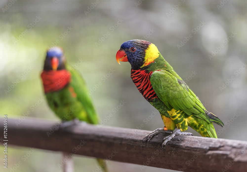 Naklejka premium colourful Parrots, Singapore jurong bird Park