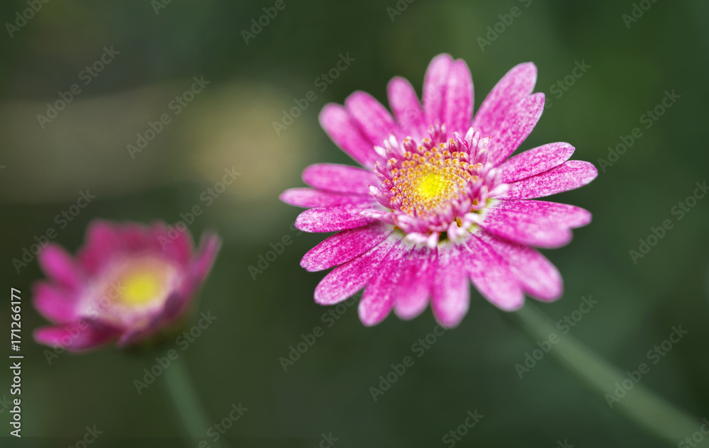 Cosmos flowers inside flower dome, Singapore Cosmos flowers inside flower dome, Singapore