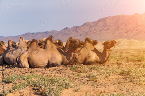 Camels on a background of a desert landscape with a mountain photo