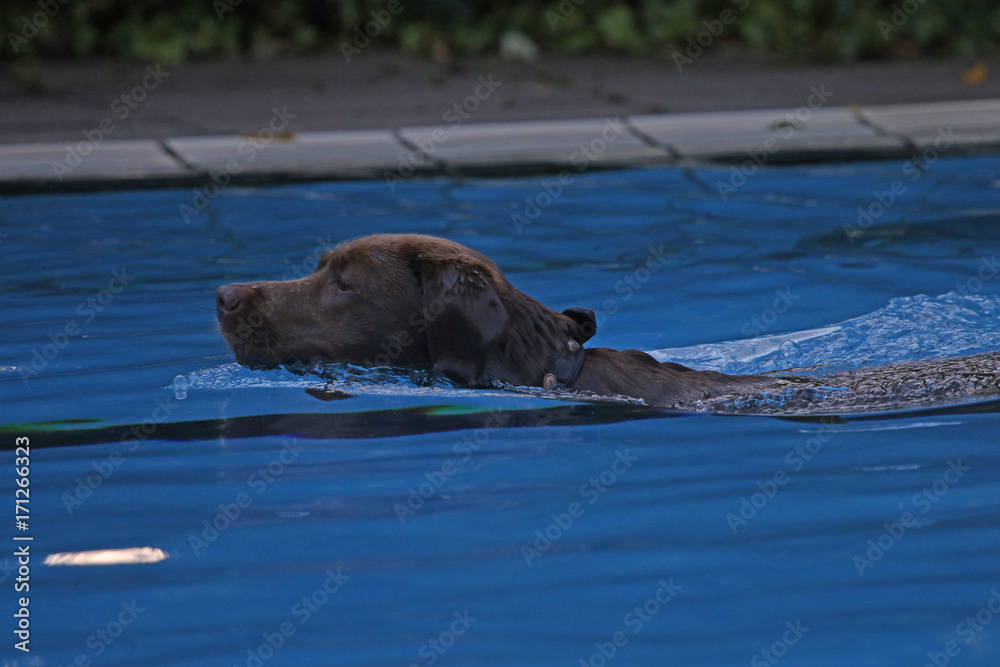 Fototapeta premium Hund im Freiabs