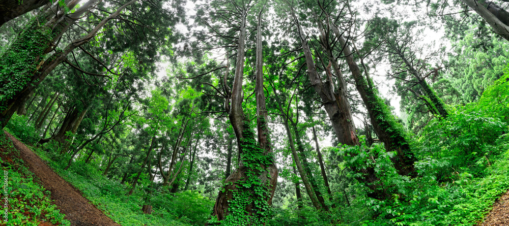 幻想の森　パノラマb