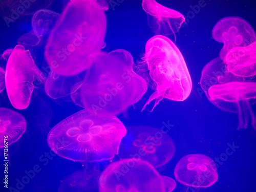 Jellyfish © poylock19