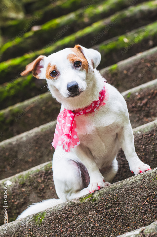 Jack Russell Terrier dog with a pink scarf is sittieng on the stairs for a walk