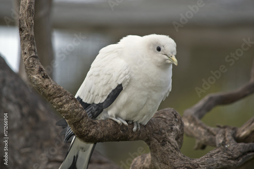 pied imperial pigeon