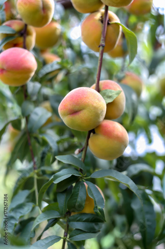 Beautiful ripe peaches on a tree