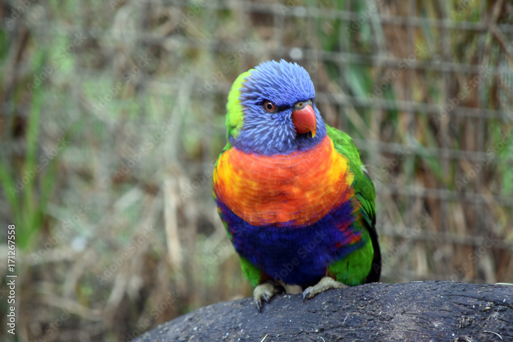 rainbow lorikeet