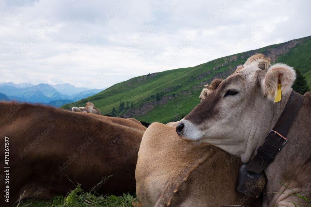 cows in the alps, germany