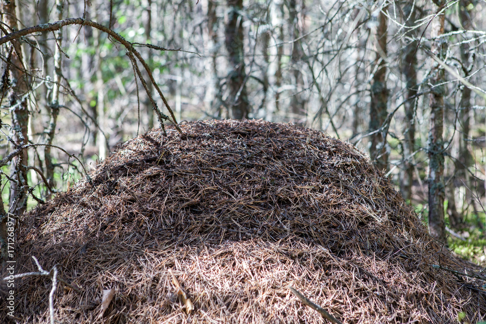 Obraz premium A large anthill in the forest.