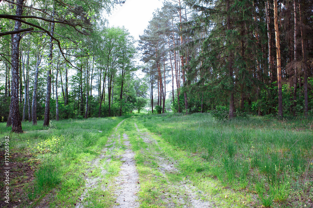 Fototapeta premium Forest dirt windy road disappearing into the distance