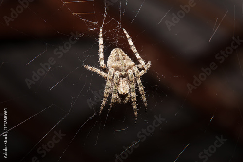 A spider on its web, shot close-up.
