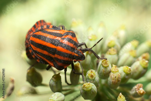 Red-black striped bedbug, leaf-shaped or graphosome