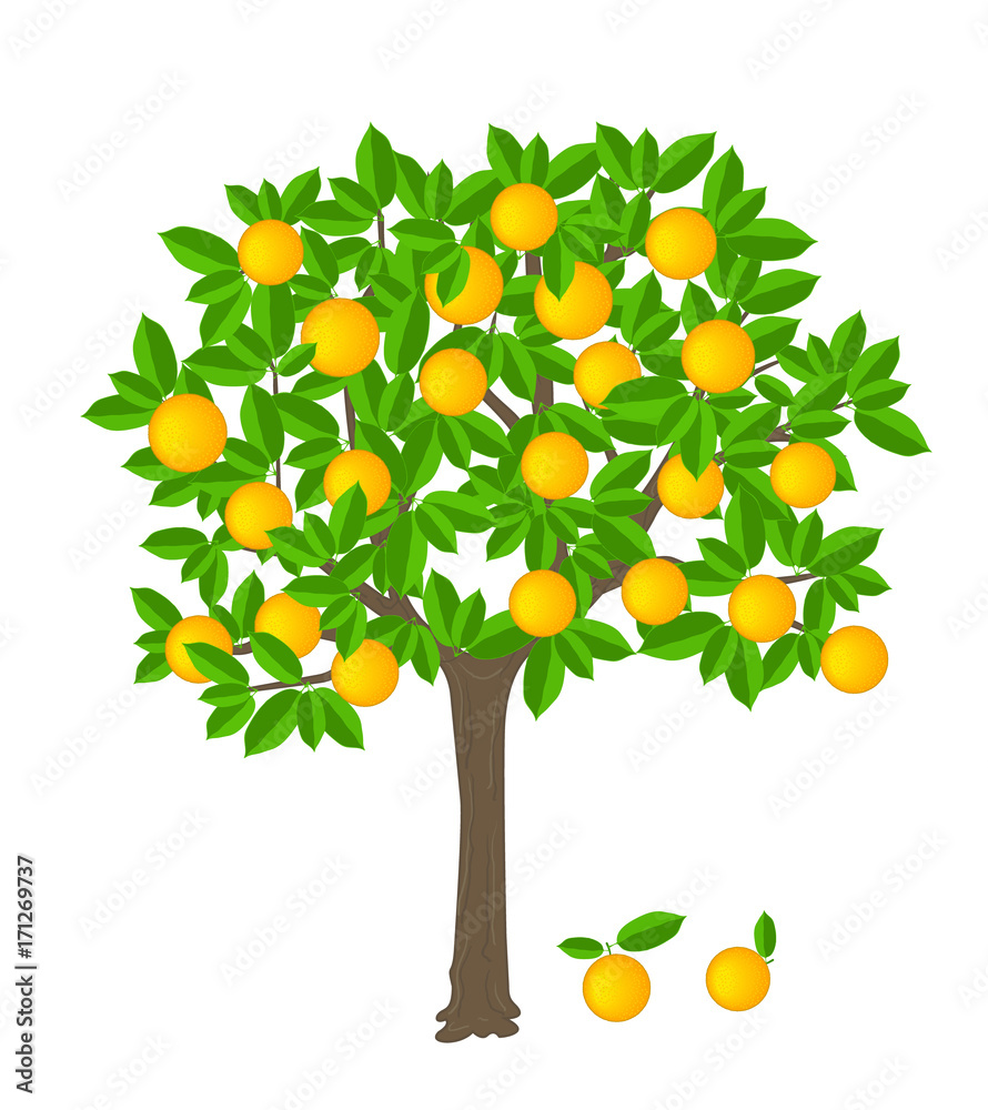 orange tree with ripe fruits on it