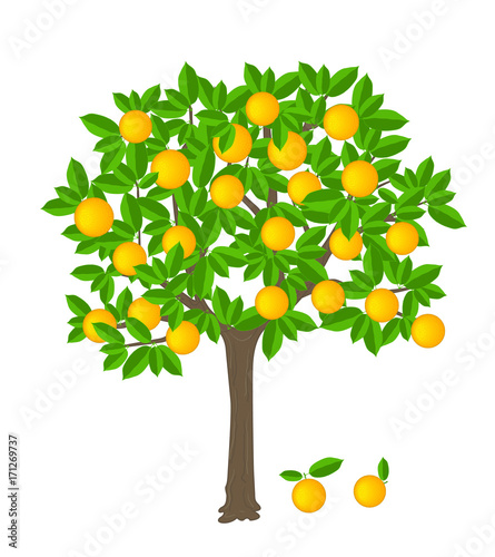 orange tree with ripe fruits on it