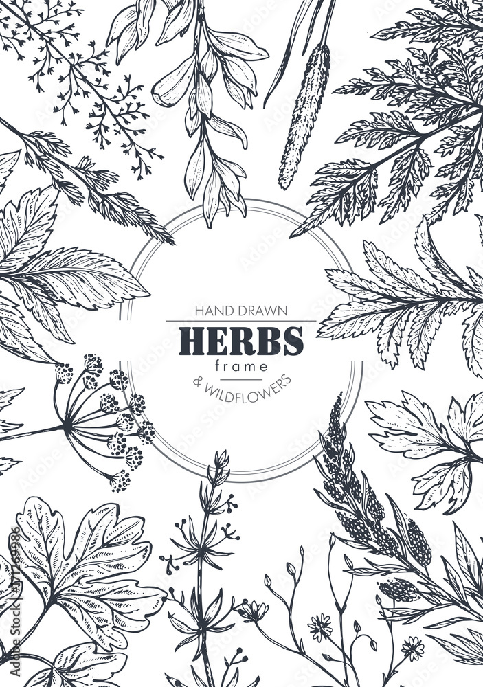 Vector frame with herb and wildflower elements Vector frame with herb and wildflower elements