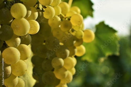 Hanging bunch of grapes in the sun with blurred vineyard background