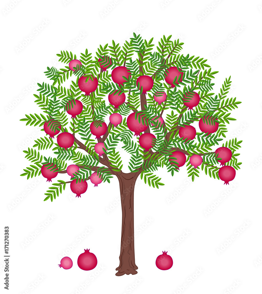 pomegranate tree with ripe fruits on it