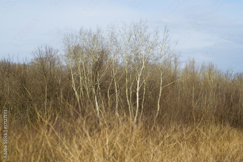 Birch trees in the forest Birch trees in the forest