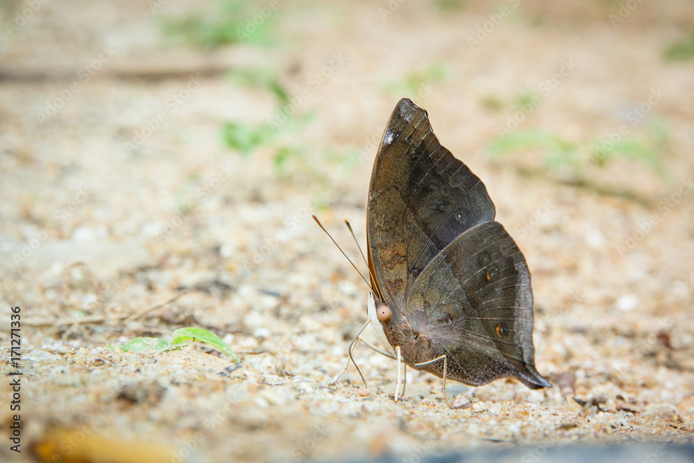 Brown butterfly on the ground, nature background