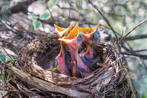 Three baby birds in a nest with beaks wide open waiting to be fed