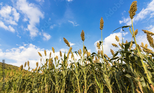 Jowar Sorgum grain grown under green hill and blue sky photo