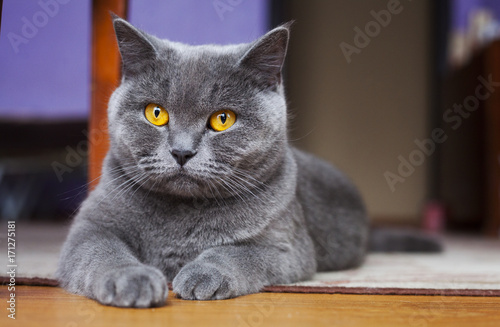 фотографія British Shorthair Cat lying on the floor