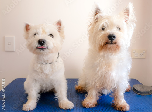 Two west highland white terriers on dog grooming table, one is sticking out tongue, other is scruffy with long fur