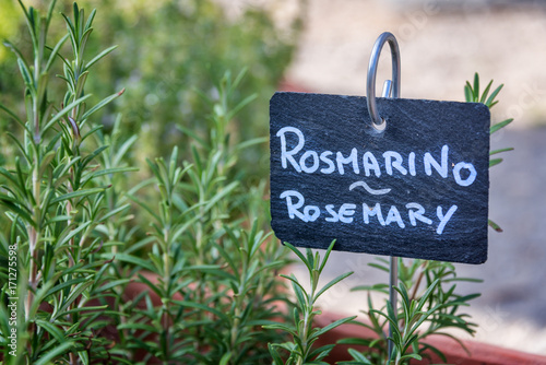 Rosemary growing in a garden, labelled in english and italian (rosmarino) © Delphotostock