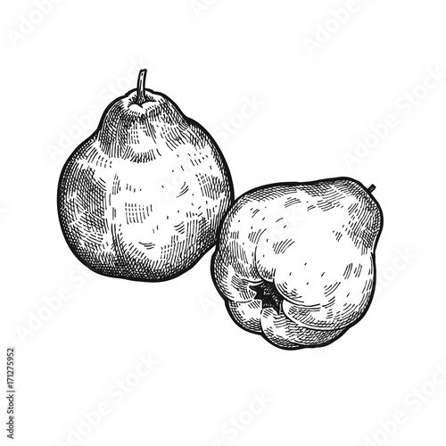 Vintage engraving Apple quince.