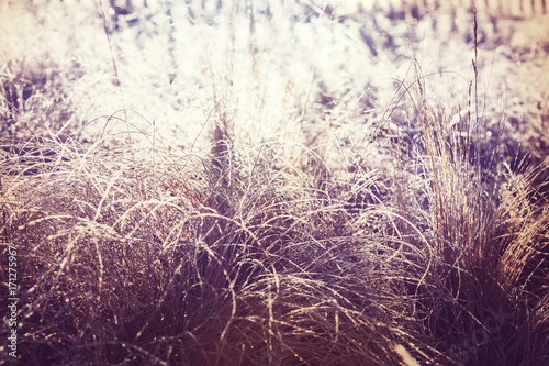 Frozen grass