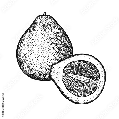 Vintage engraving Pomelo.