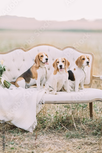 Close-up portrait of the little cute dogs in the brown dots sitting on the white vintage sofa among the field. photo
