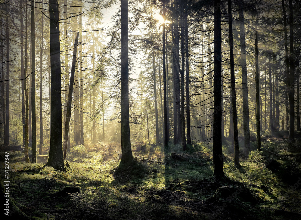 Obraz premium Piękny widok na las rano. Słońce zagląda przez drzewo